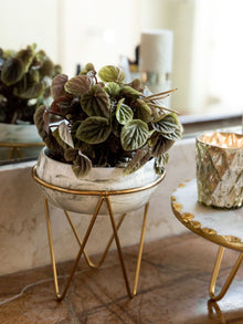 Bowl Green Planter