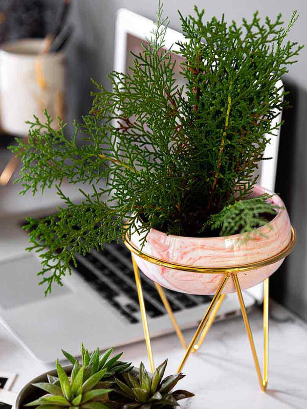Bowl Pink Planter