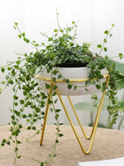 Bowl Pink Planter