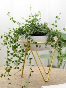 Bowl Pink Planter
