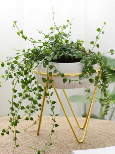 Bowl Pink Planter