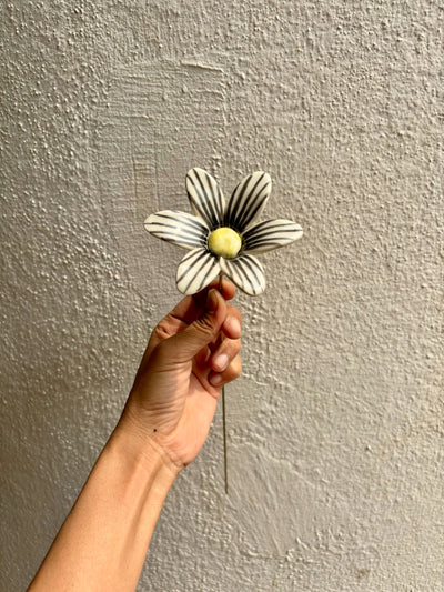 Brushed Daisy - Single Stem