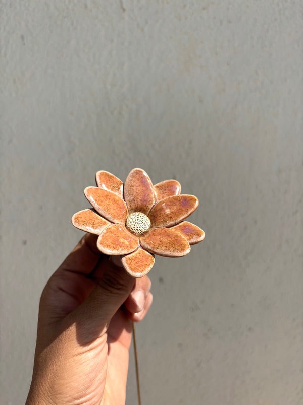 Butterfly Daisy - Single Flower Stem