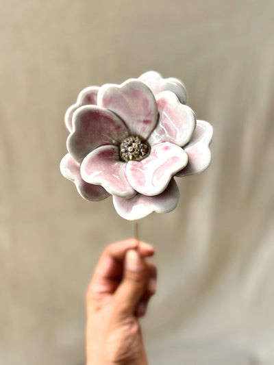 Blushing White Double Petalled Camellias - Single Flower Stem