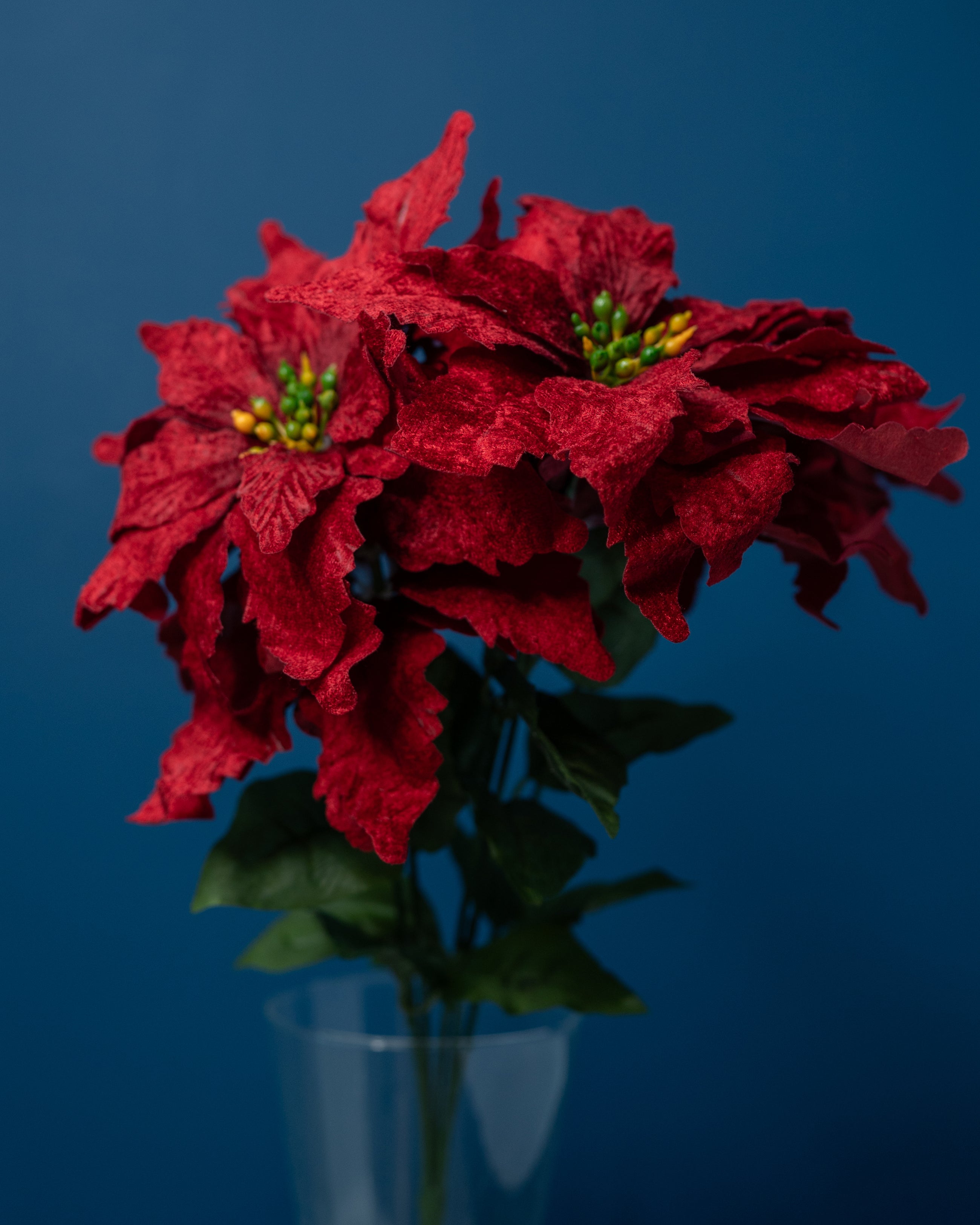 Velvet Poinsettia Flower