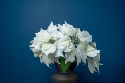 Velvet Poinsettia Flower