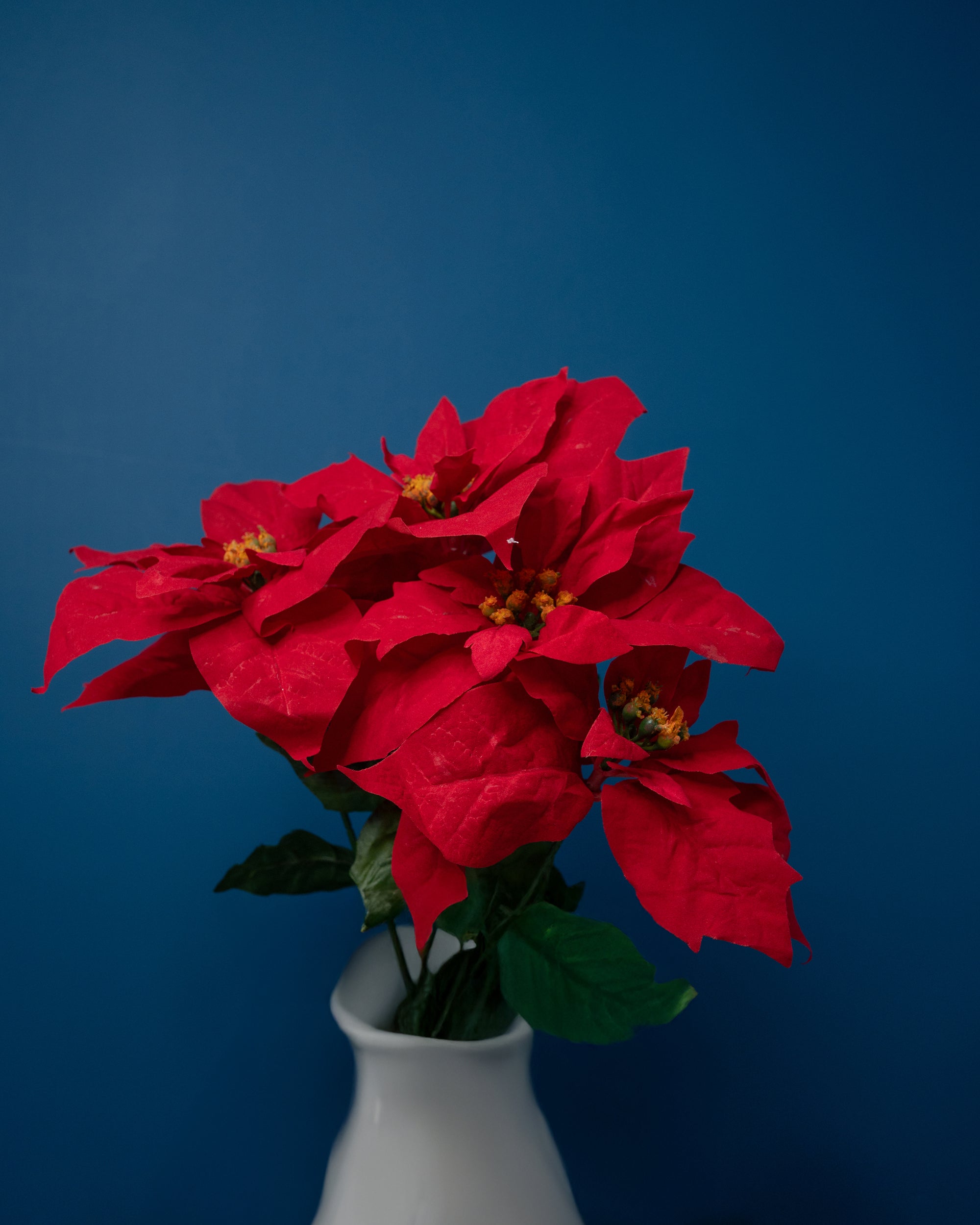 Velvet Poinsettia Flower