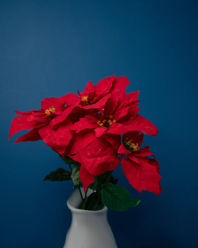 Velvet Poinsettia Flower