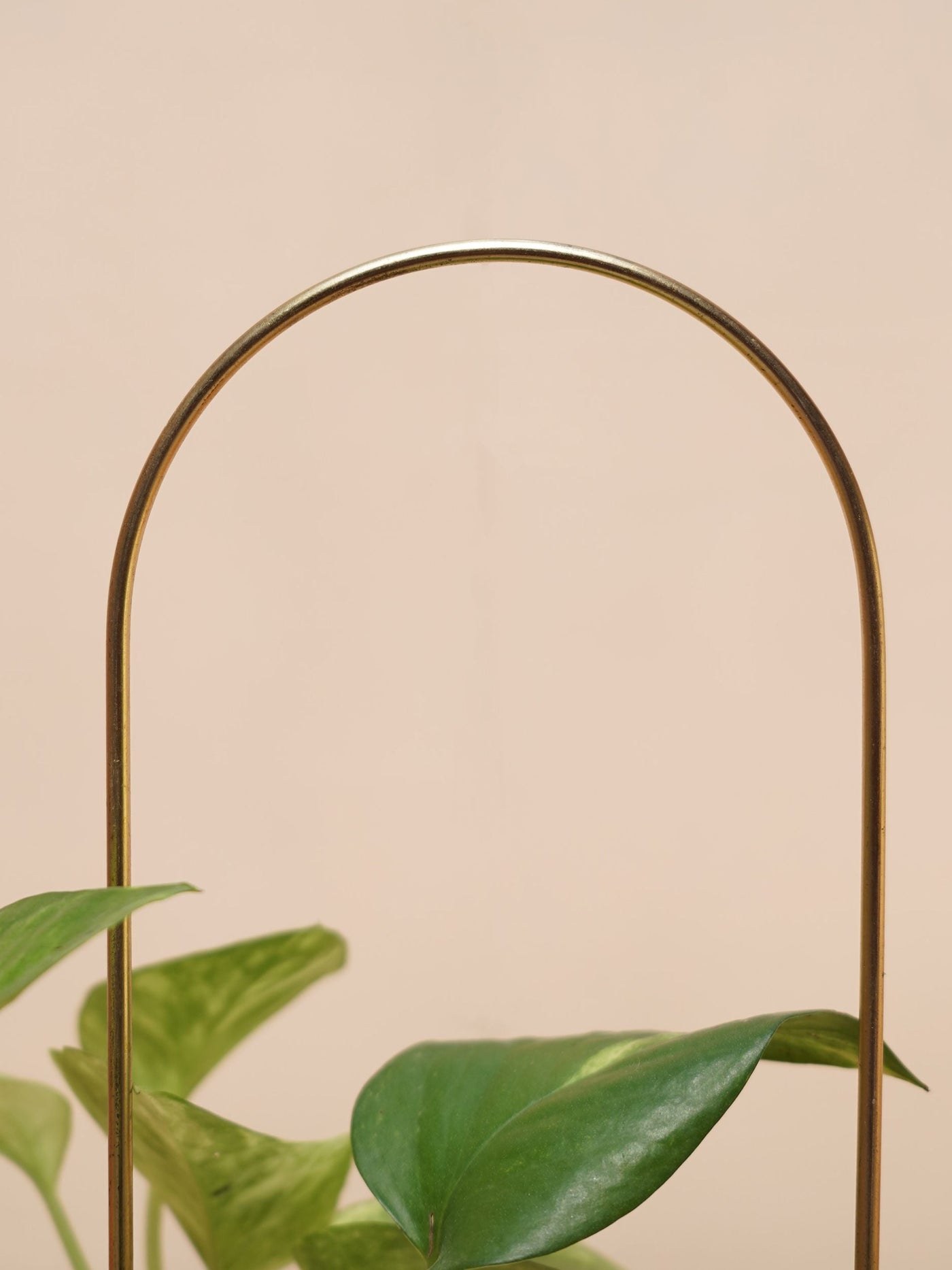 Plant Support Metal Stick Set of 3