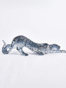 Grey Panther
