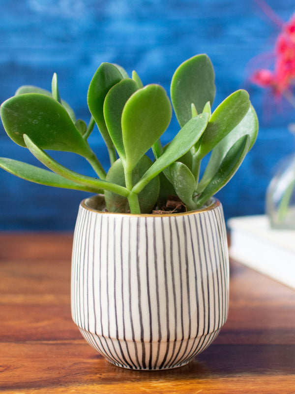 Handpainted Striped Ceramic Black Succulent Planter