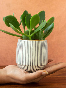 Handpainted Striped Ceramic Black Succulent Planter