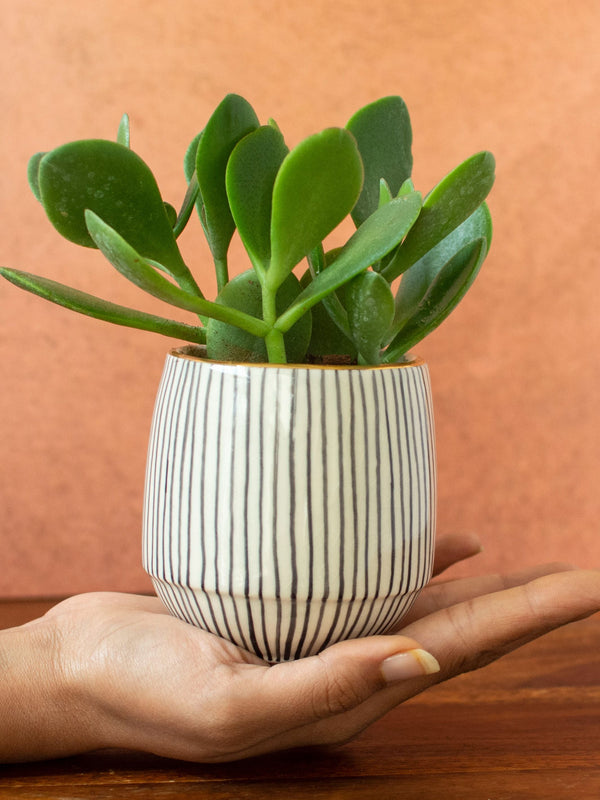 Handpainted Striped Ceramic Black Succulent Planter