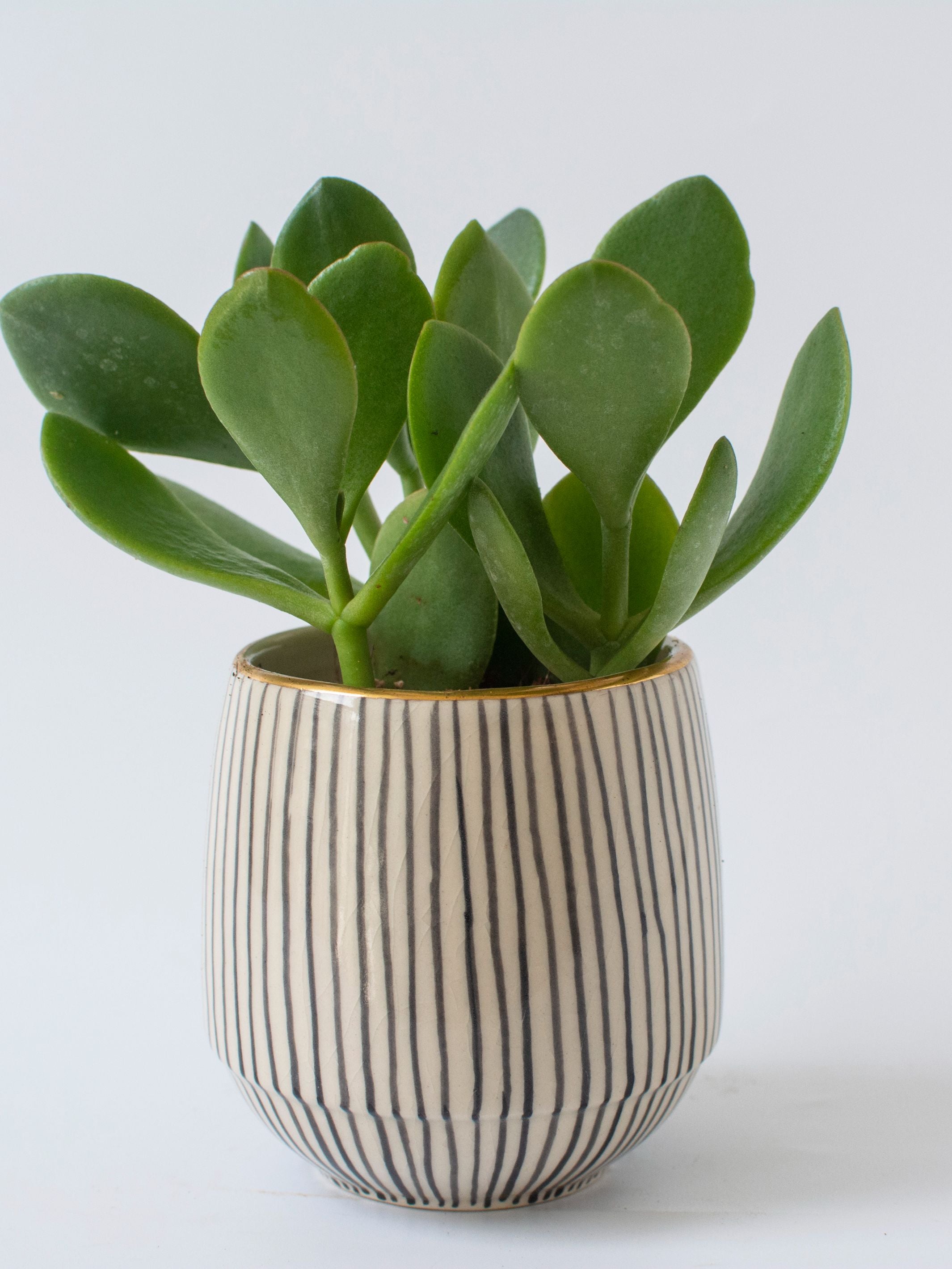 Handpainted Striped Ceramic Black Succulent Planter