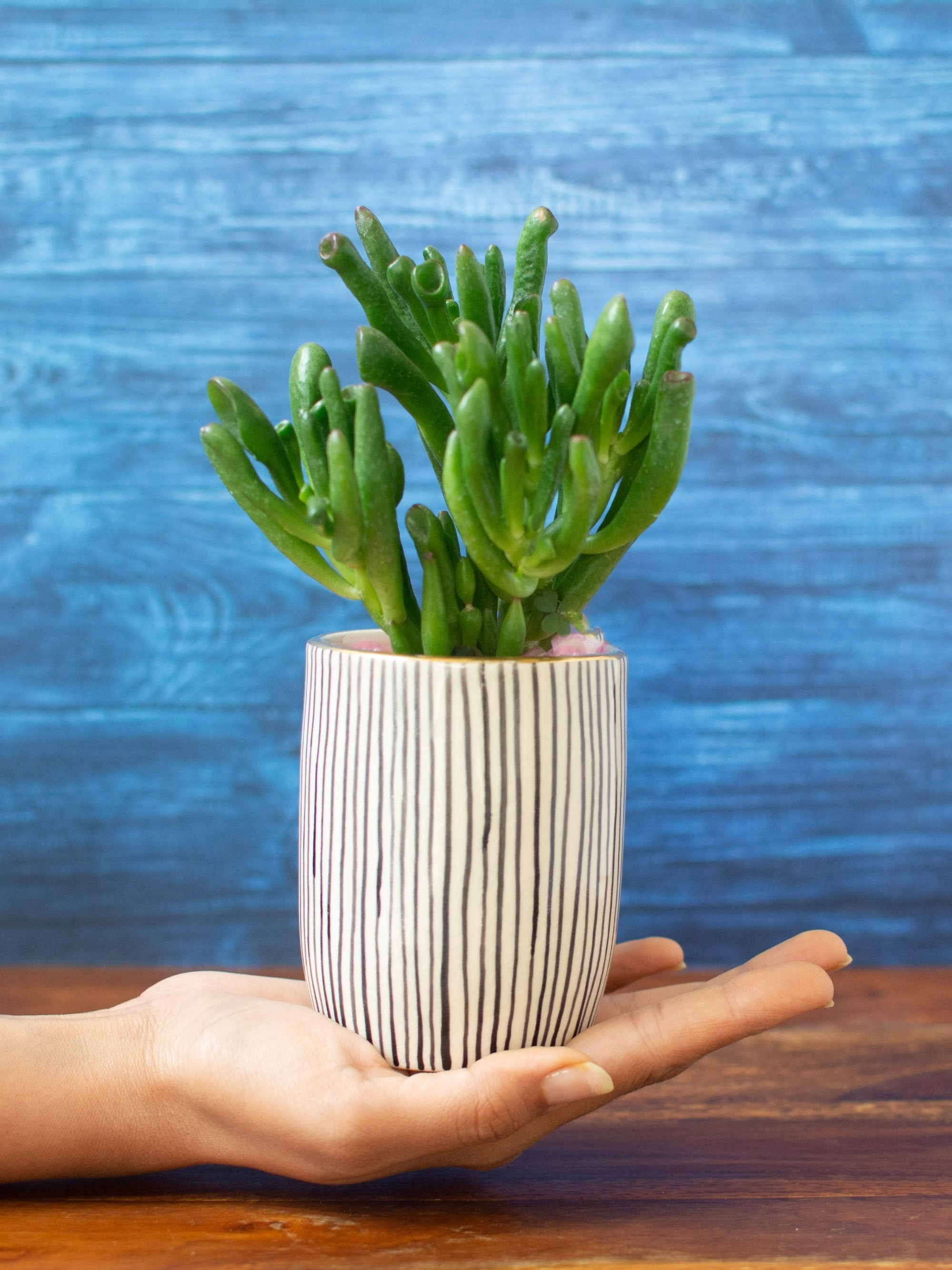 Handpainted Striped Ceramic Black Tabletop Planter