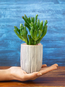 Handpainted Striped Ceramic Black Tabletop Planter