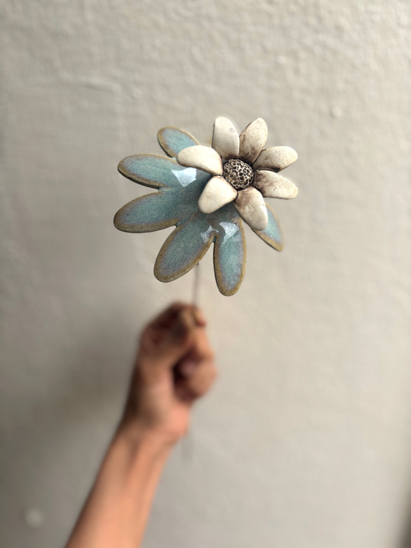 Blue Sungazer
