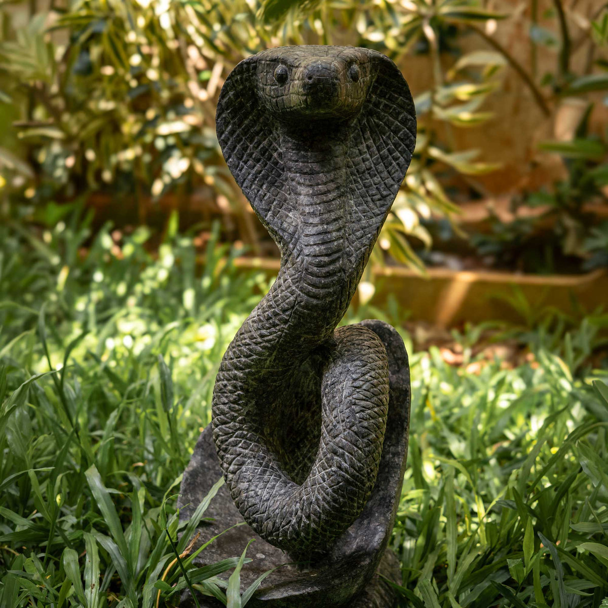 King Cobra