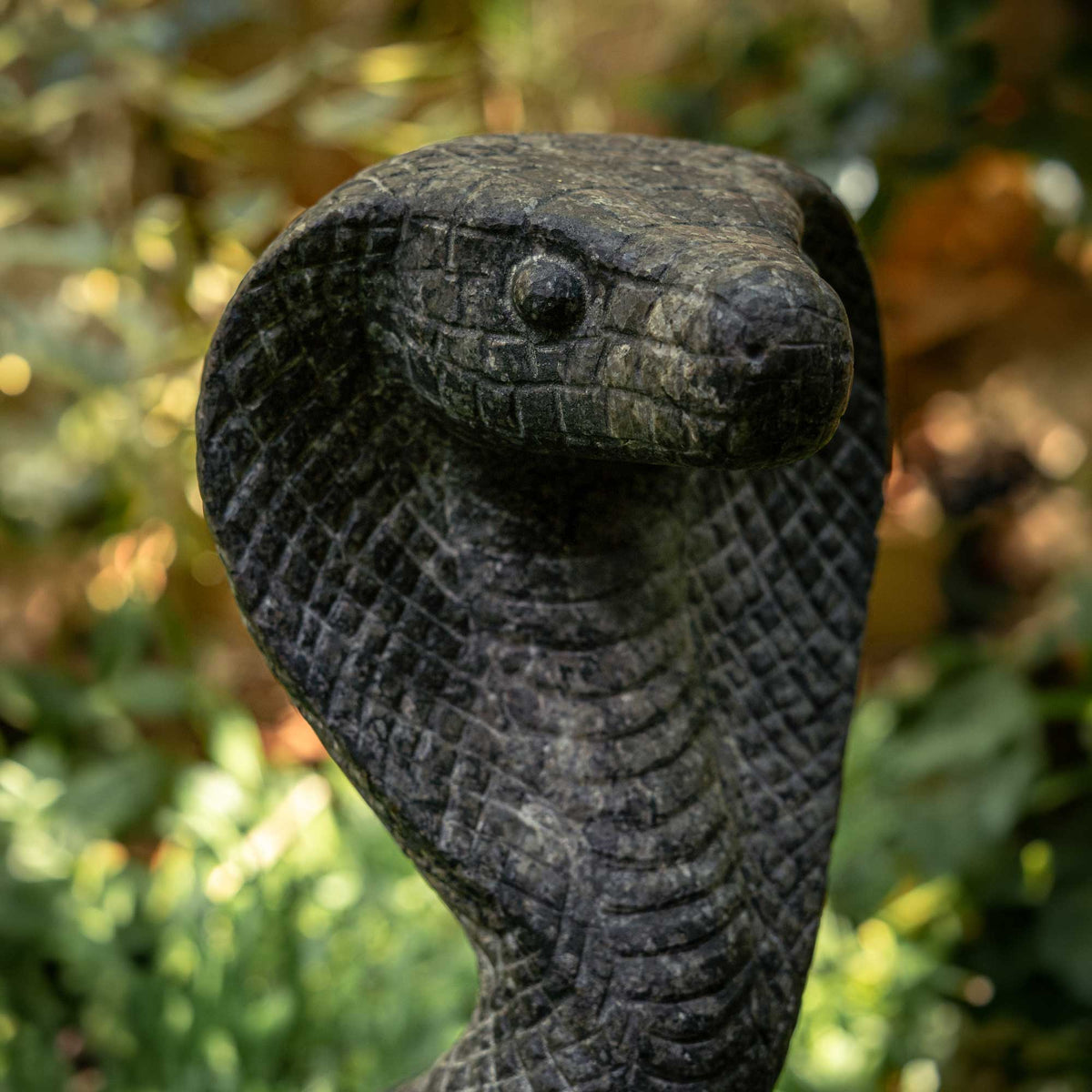 King Cobra