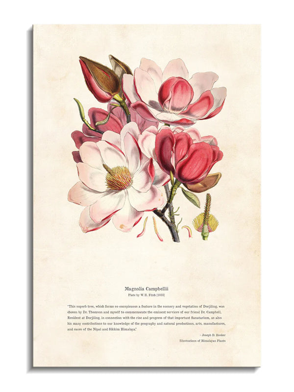 Wall Prints - Himalayan Plants - Magnolia campbellii