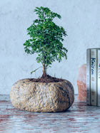 Marble Planter - Brown Small