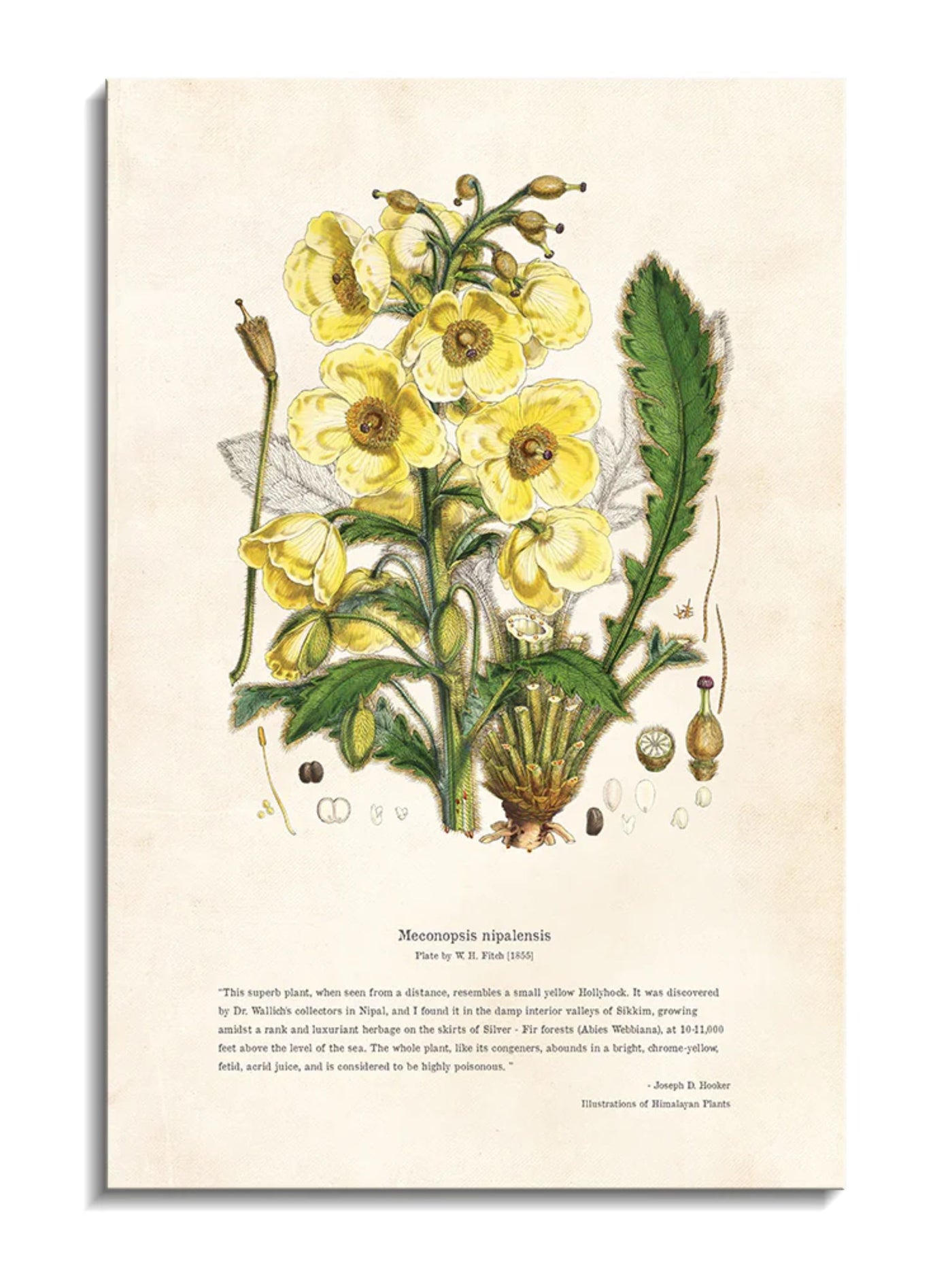 Wall Prints - Himalayan Plants - Meconopsis nipalensis
