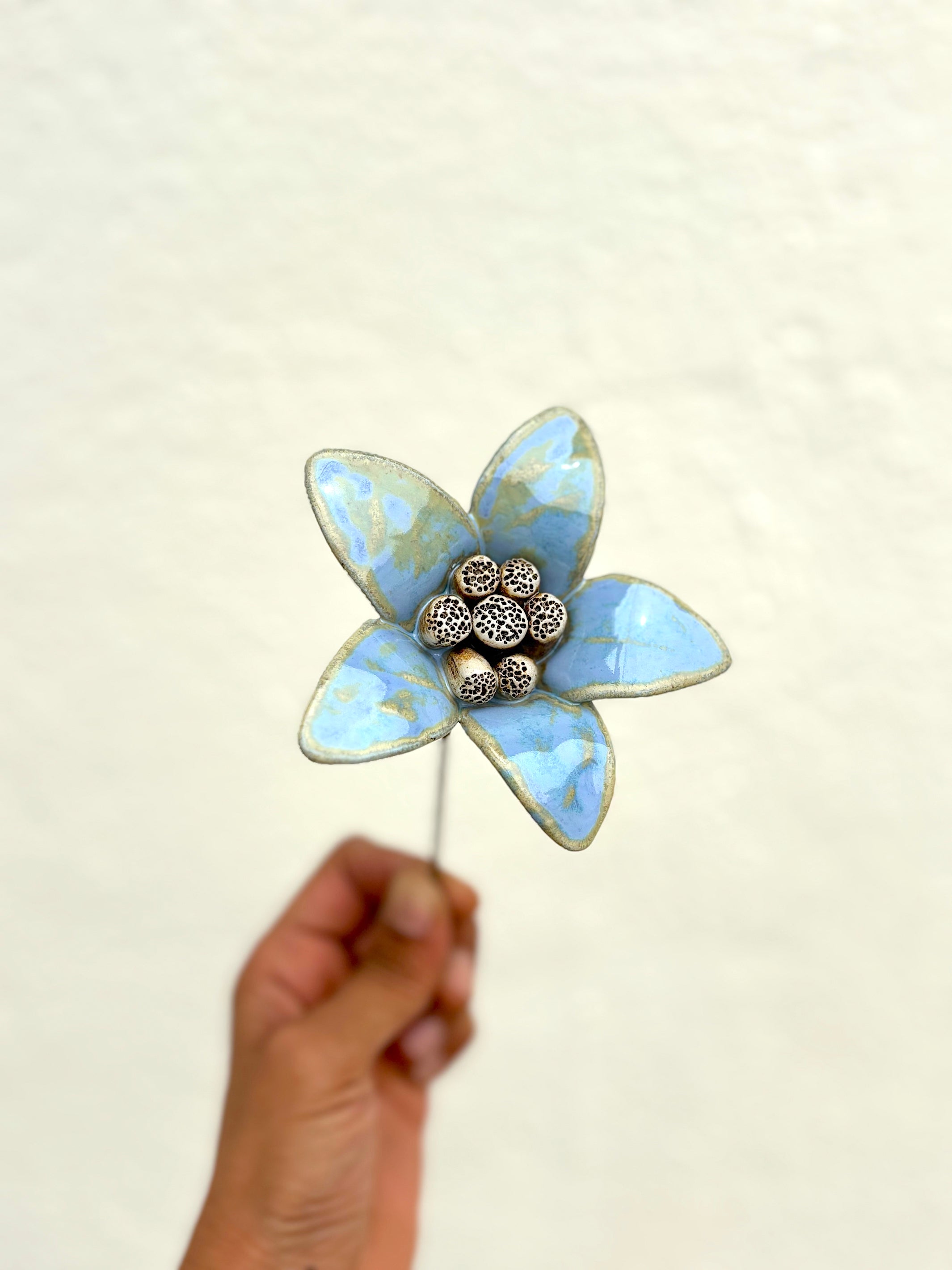 Moon Magnolia Blue Magic - Single Flower Stem