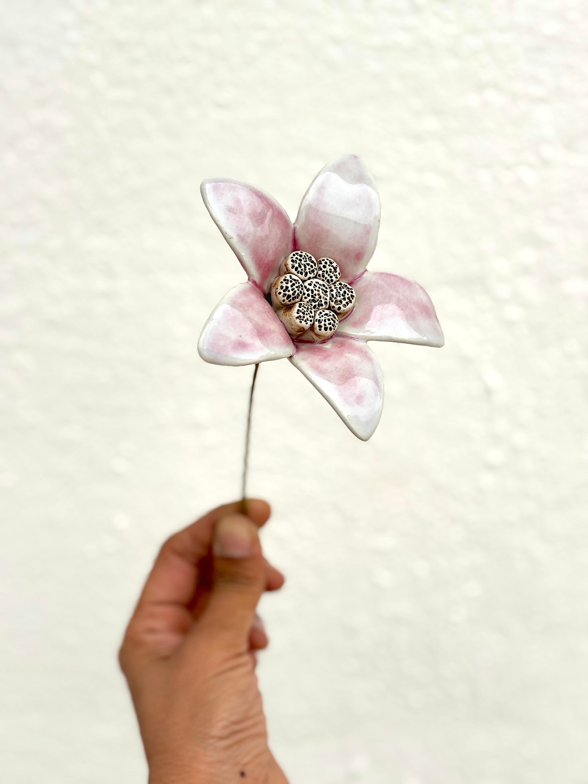 Moon Magnolia Blushing White - Single Flower Stem