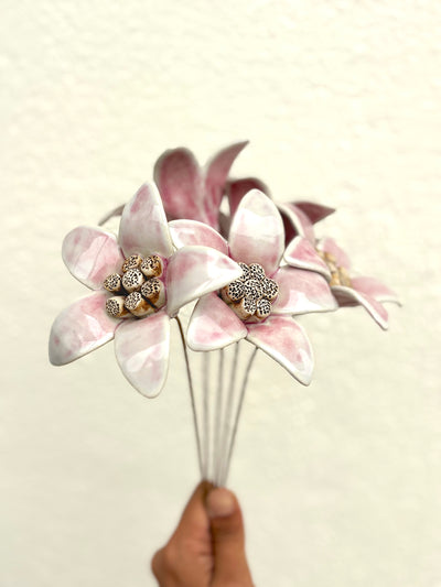 Moon Magnolia Blushing White - Single Flower Stem