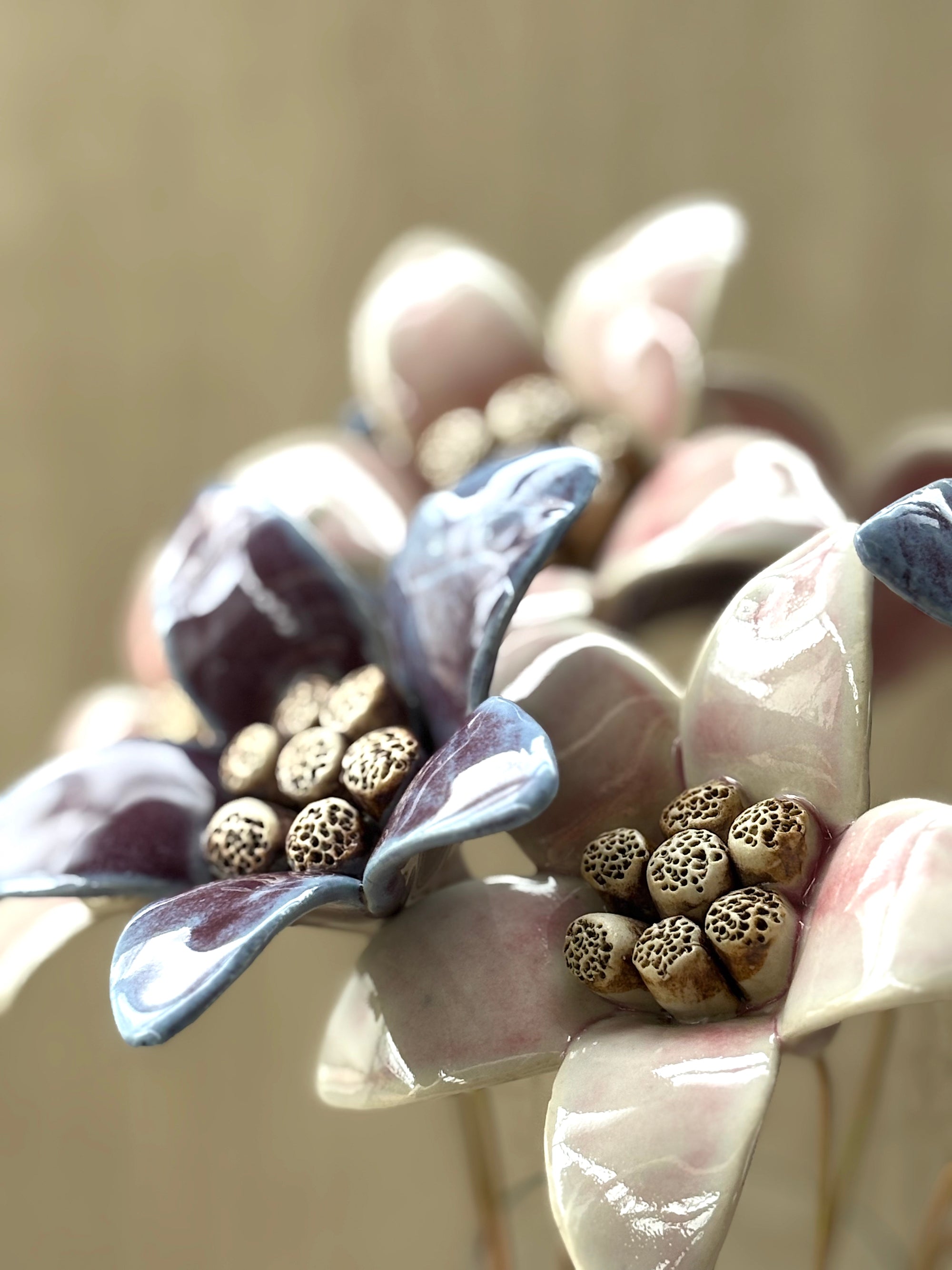 Moon Magnolia Blushing White - Single Flower Stem