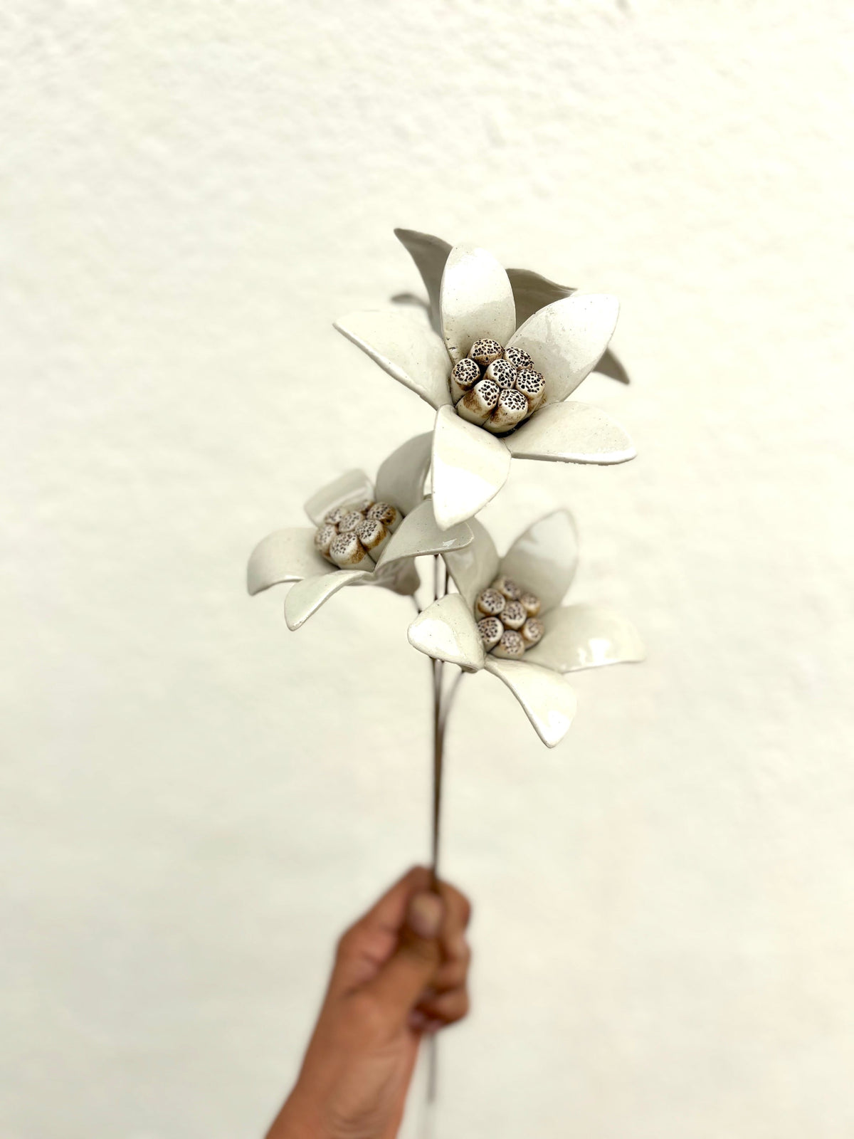 Moon Magnolia white - Single Flower Stem