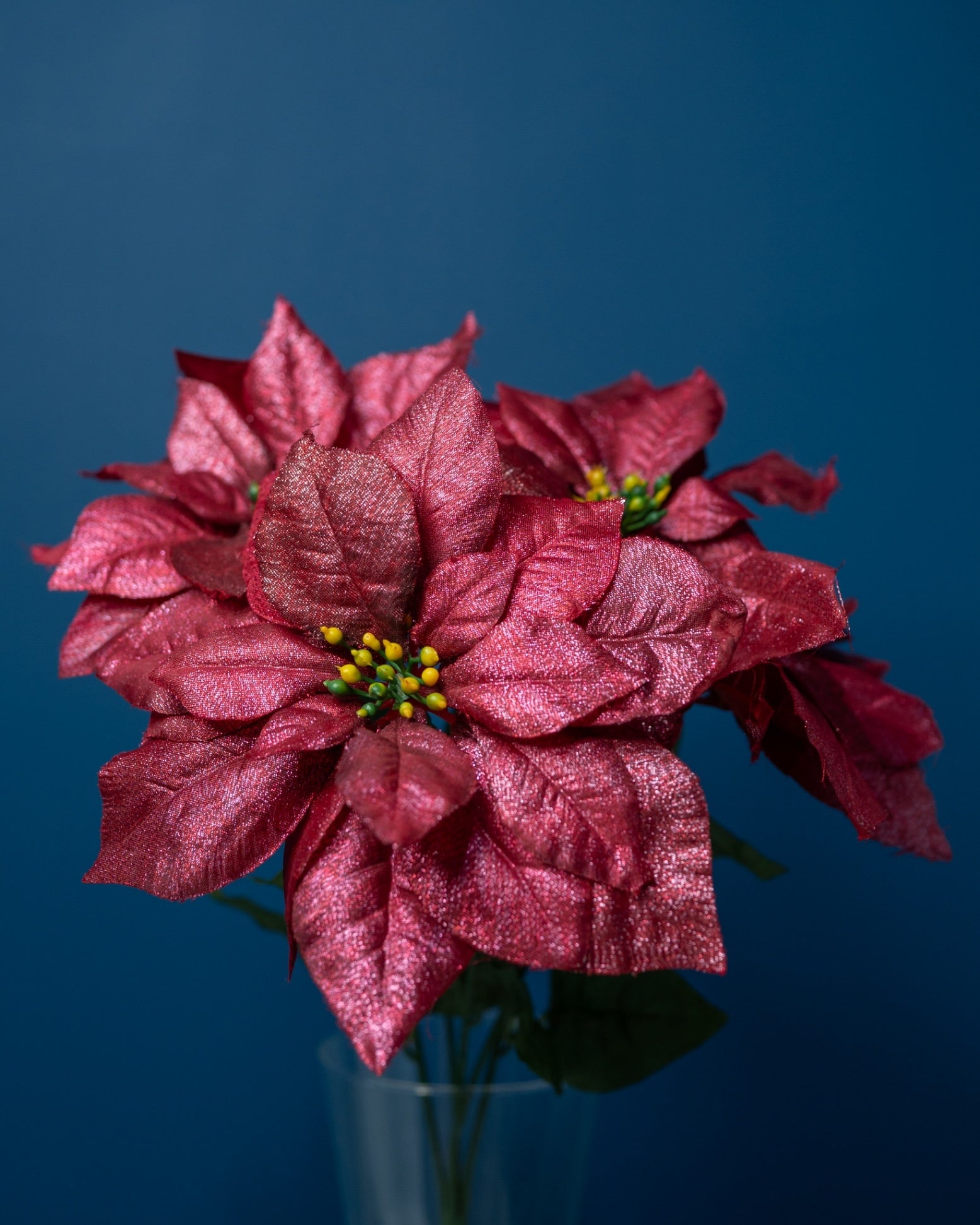 Velvet Poinsettia Flower