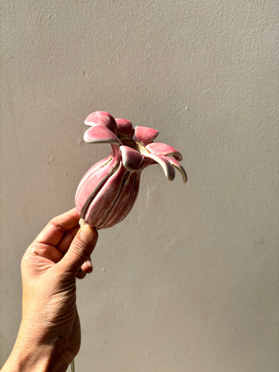 Flowering Pod Tall  - single