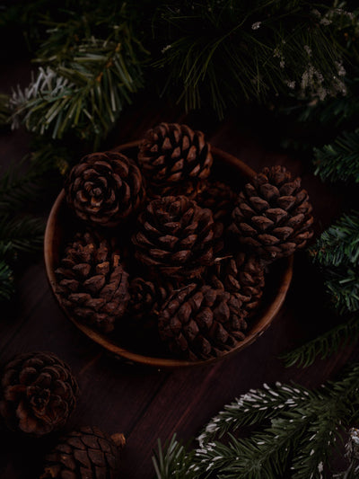 Pine Cones Pack of 6