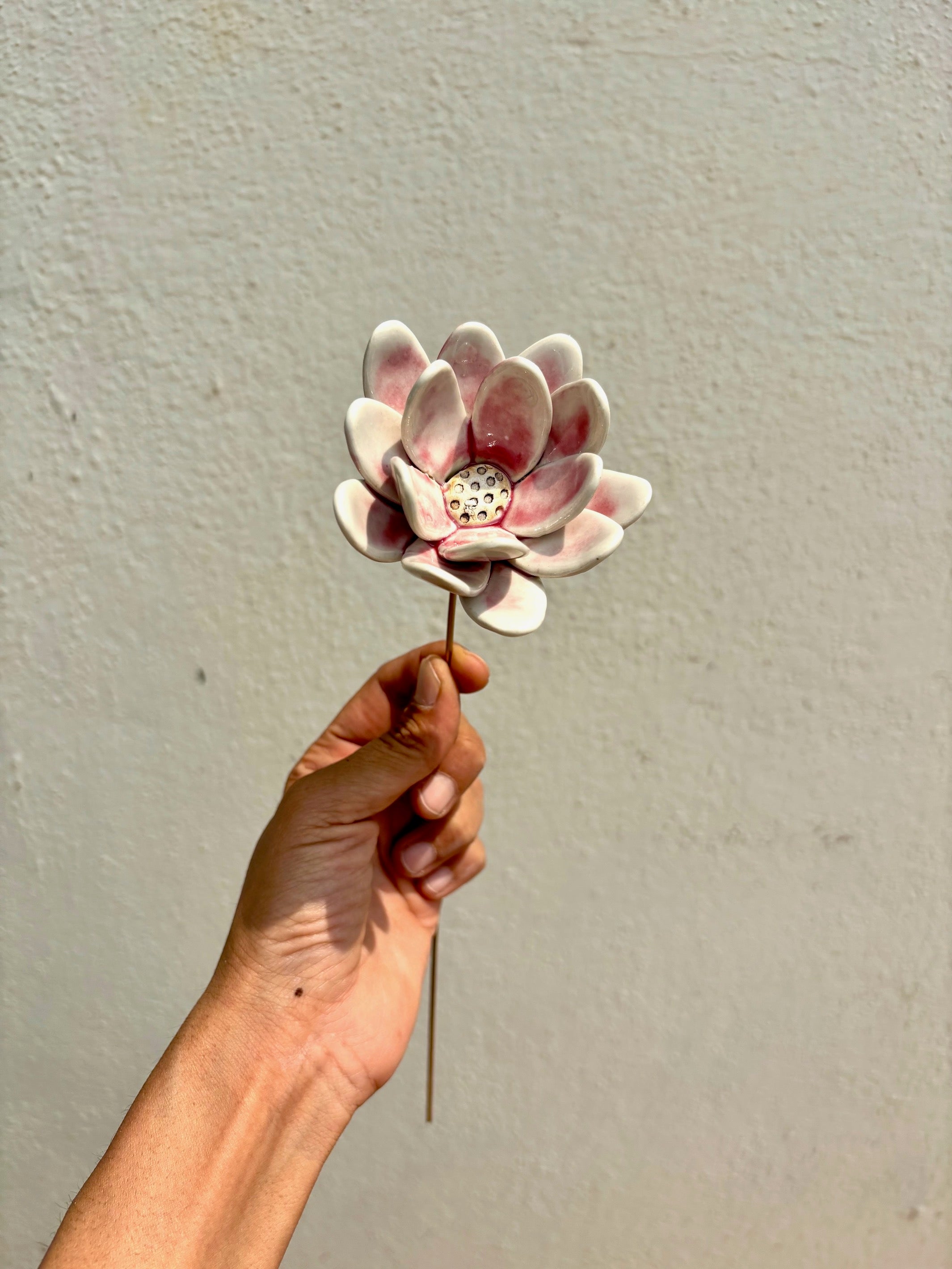 Rainflower Single flower stem - blushing pink