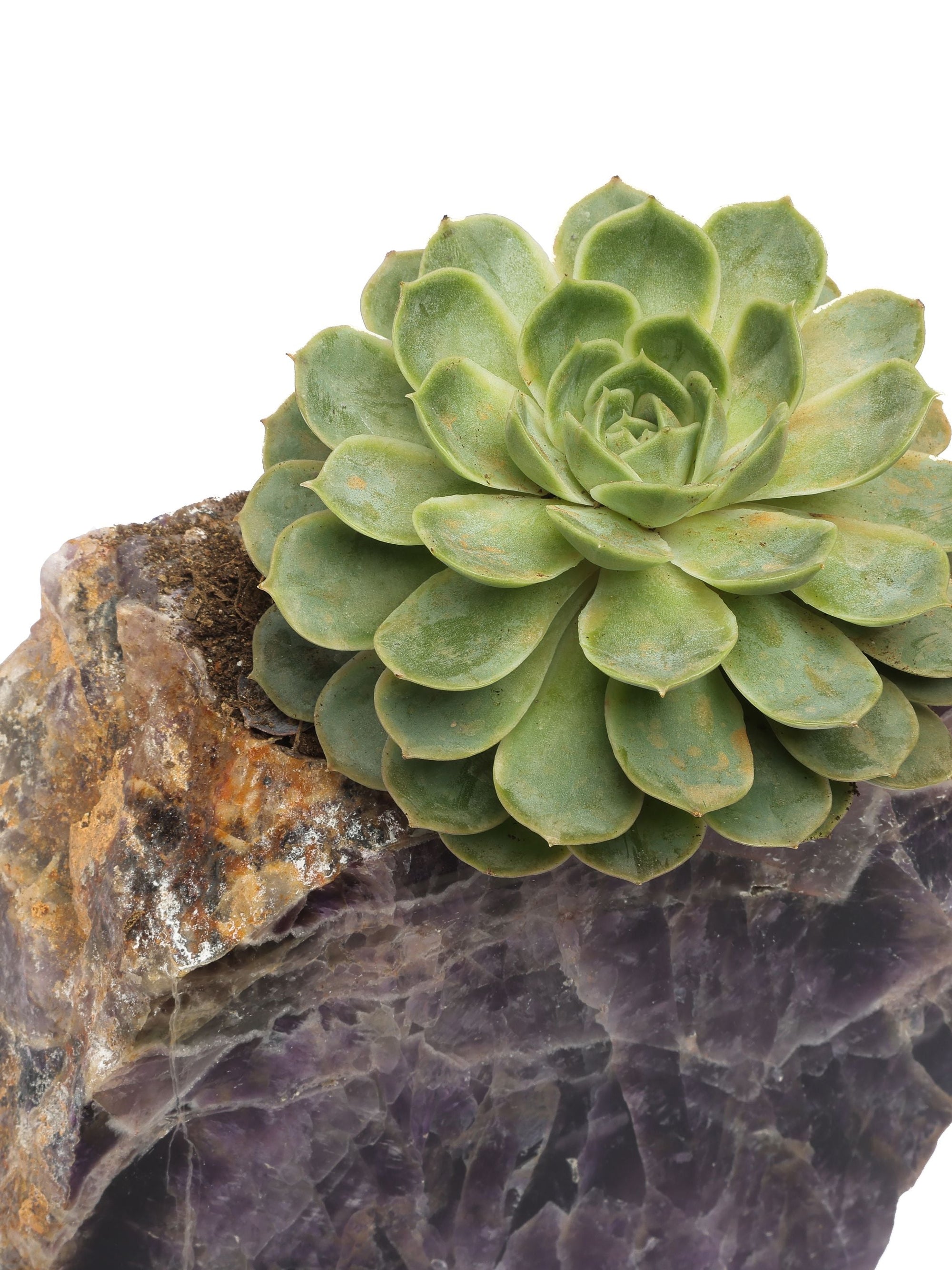 Semi Precious Planter