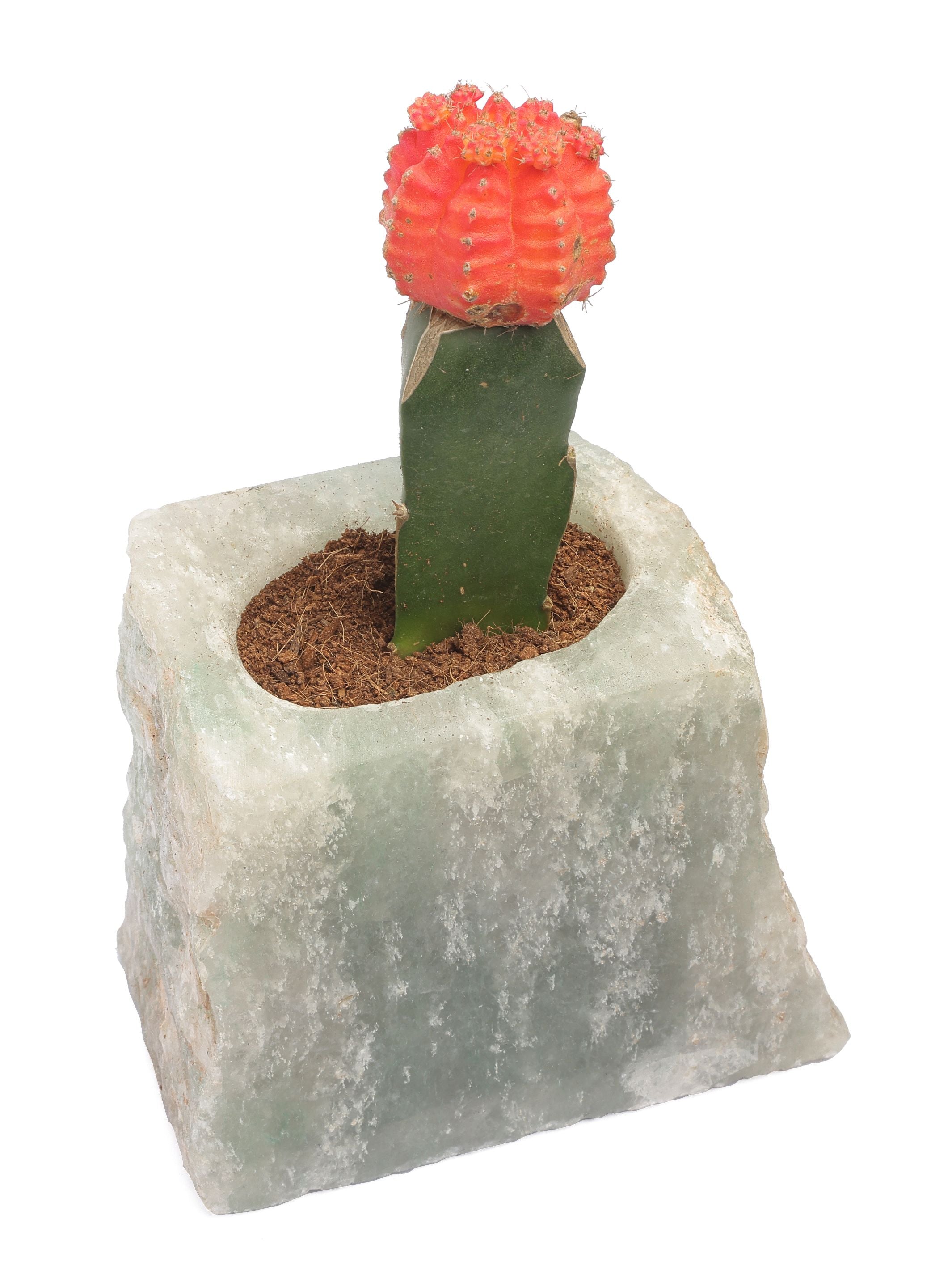 Semi Precious Planter