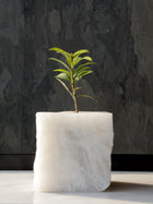 Semi Precious Planter