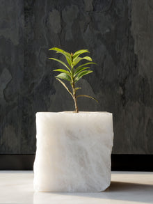 Semi Precious Planter
