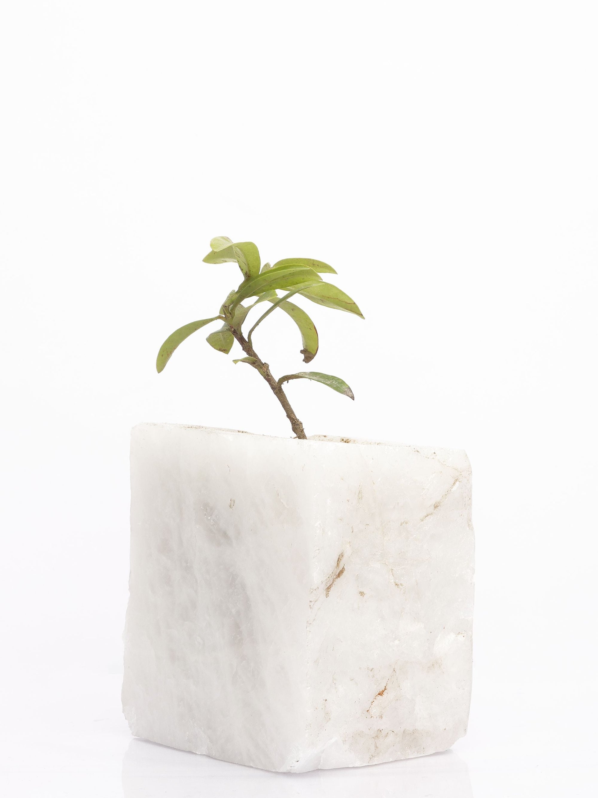 Semi Precious Planter