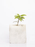 Semi Precious Planter