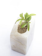 Semi Precious Planter