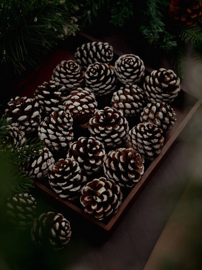 Snow Pine Cones Pack of 6