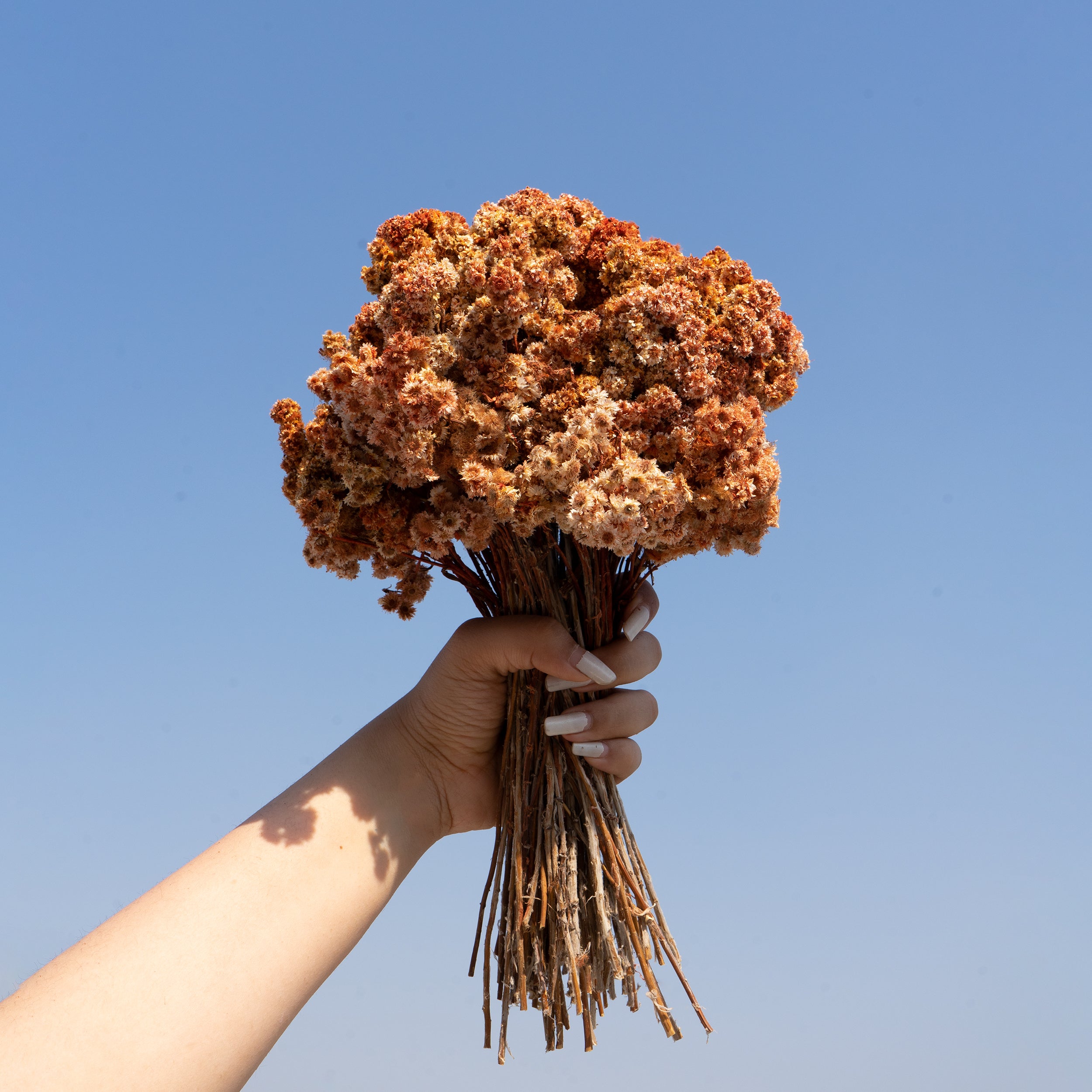 Natural Dried Daisy Flower Bunch