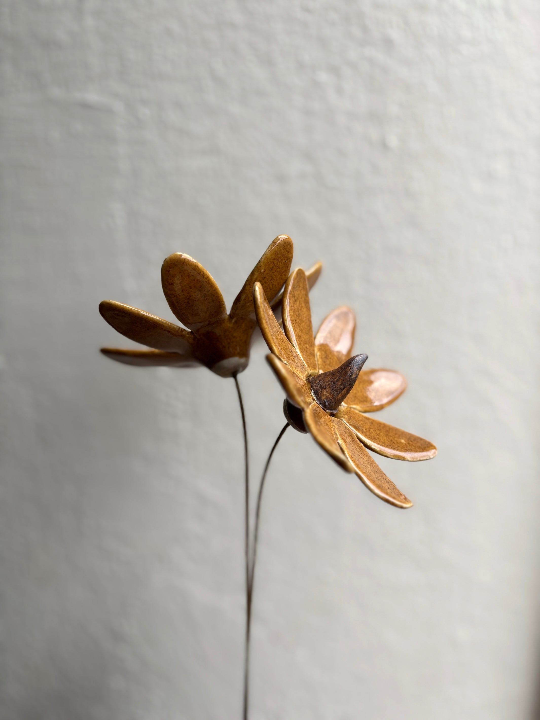 Sun Sprite - Mustard