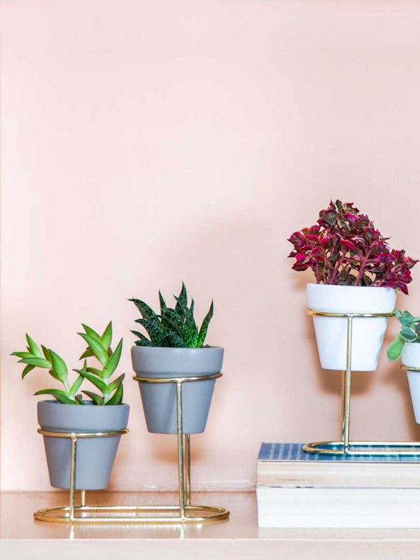 Twin Pots Grey