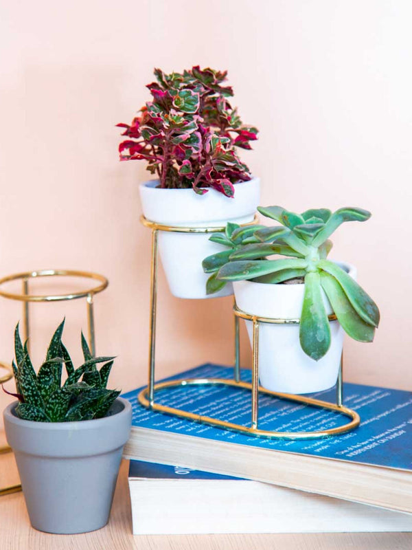 Twin Pots White