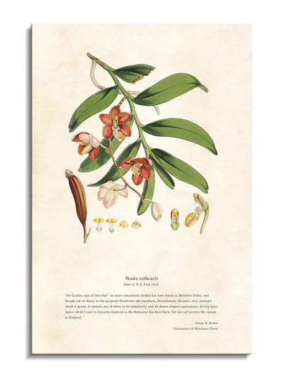 Himalayan Plants - Vanda cathcPrintsi
