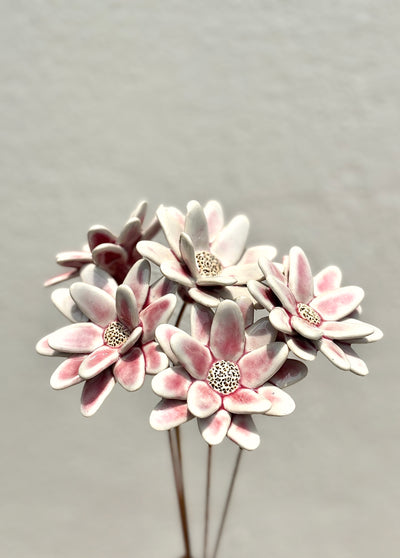 Where Wild Stars Bloom - Blush Single Flower Stem