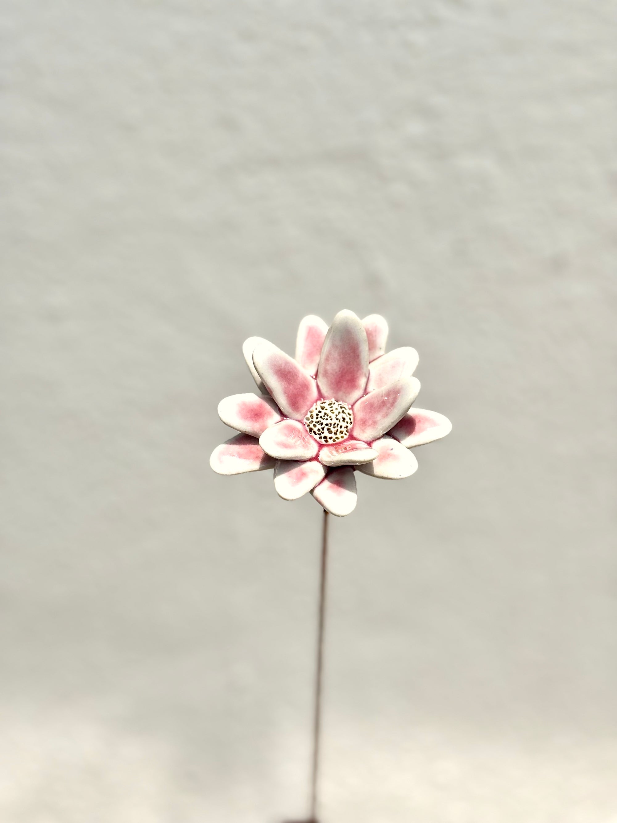 Where Wild Stars Bloom - Blush Single Flower Stem